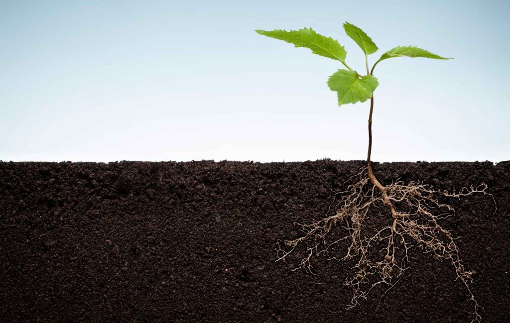 Plant-DiTech