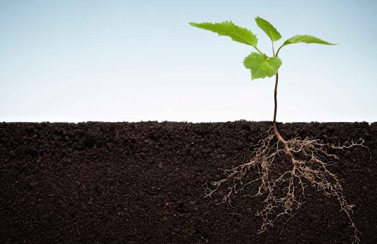 Plant-DiTech2