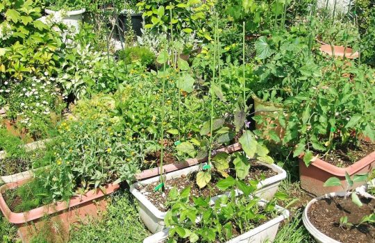 מוצרים לבית ולגן2